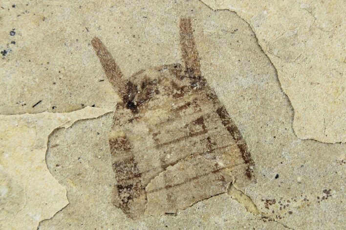 Detailed Cockroach (Odonata) Fossil - Cereste, France #256321